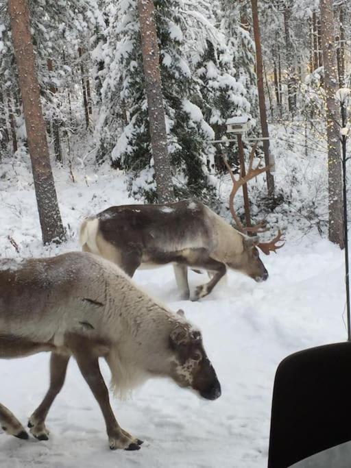 Arctic Circle Guesthouse روفانييمي المظهر الخارجي الصورة