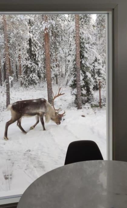 Arctic Circle Guesthouse روفانييمي المظهر الخارجي الصورة